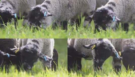 羊吃草特写镜头高清在线视频素材下载