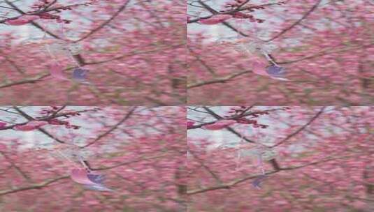 春天盛开梅花悬挂风铃高清在线视频素材下载