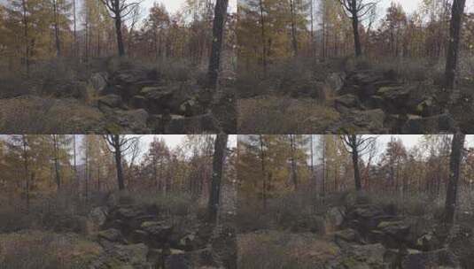 H大兴安岭秋季山脚岩石实拍高清在线视频素材下载