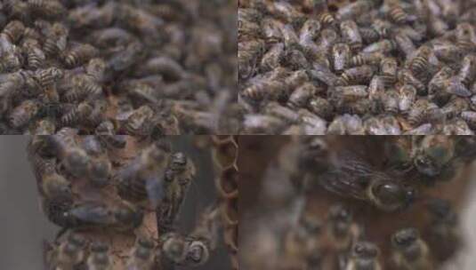 蜜蜂蜂王特写高清在线视频素材下载