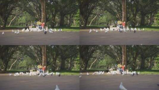 小孩在鸽子广场喂食鸽子鸽子吃食高清在线视频素材下载