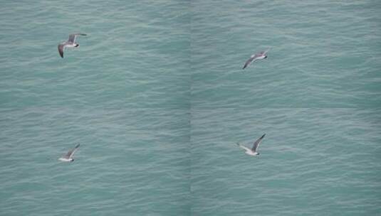 大海和天空中飞翔的海鸥高清在线视频素材下载