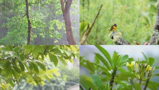 雨季中的森林被雨水拍打的小鸟 视频合集高清在线视频素材下载