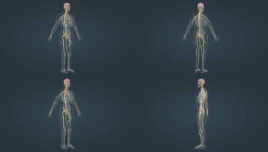 医学人体全息神经系统三维动画高清在线视频素材下载