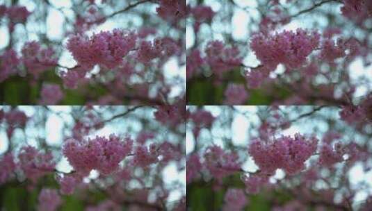 8K重庆南山植物园樱花高清在线视频素材下载