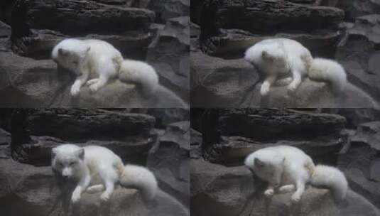 北极狐白狐休息睡觉懒散高清在线视频素材下载