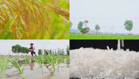 稻田稻米高清在线视频素材下载