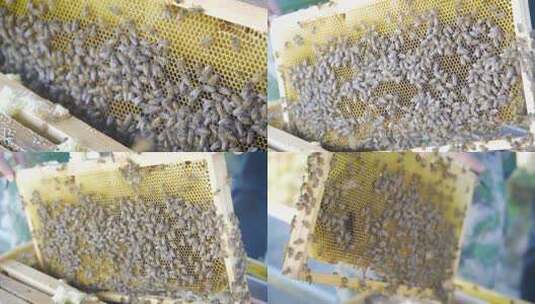 蜜蜂 蜂巢高清在线视频素材下载