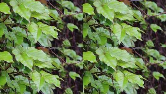 绿色藤蔓的小枝叶风中摇曳4K高清在线视频素材下载