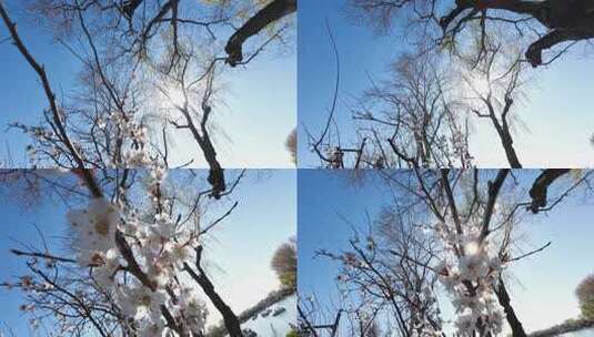 樱花-向天空推拉4k50帧高清在线视频素材下载