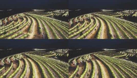火龙果种植园晚上亮灯航拍高清在线视频素材下载