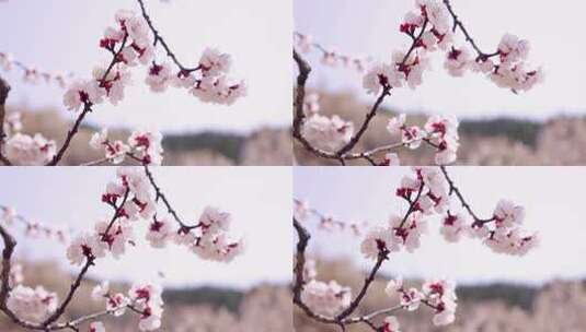 春天樱桃花开-春暖花开高清在线视频素材下载