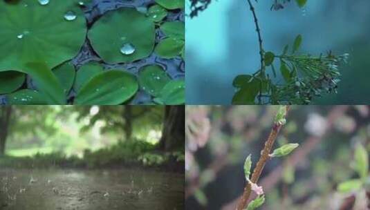 树叶下雨  雨滴滴在荷叶上 下雨小景 下雨高清在线视频素材下载
