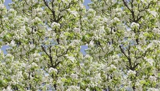 春天梨花梨树视频素材高清在线视频素材下载