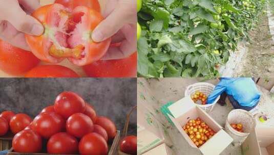 沙瓤西红柿高清在线视频素材下载