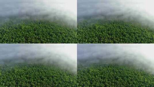 航拍云雾迷漫的阳光绿色松林高清在线视频素材下载