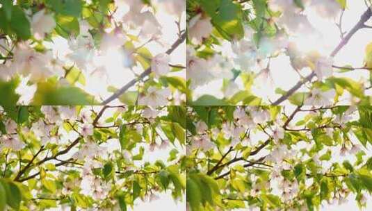 阳光下的樱花高清在线视频素材下载