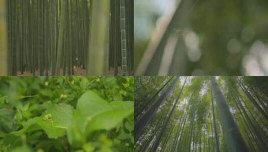 唯美竹林自然生态高清在线视频素材下载