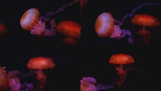 水母 海底世界 海洋馆 水族馆高清在线视频素材下载