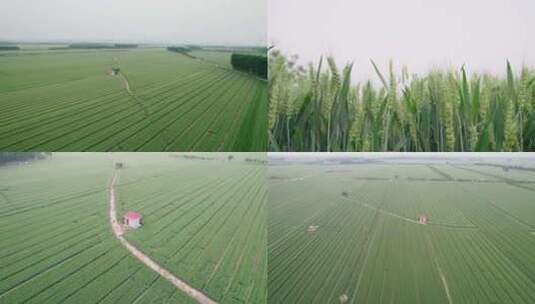 航拍麦田 小麦 谷雨立夏小满芒种绿色小麦高清在线视频素材下载