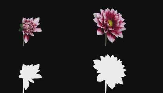 花朵盛开的延时摄像高清在线视频素材下载