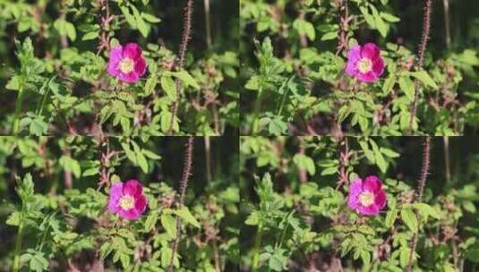 大兴安岭野生花卉：野蔷薇高清在线视频素材下载