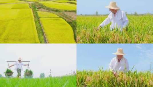 稻田稻谷 水稻育苗高清在线视频素材下载