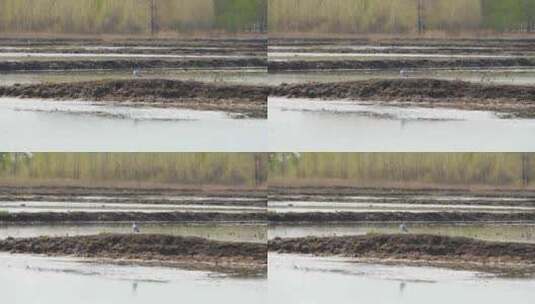 田地里褐头鸥水鸟高清在线视频素材下载