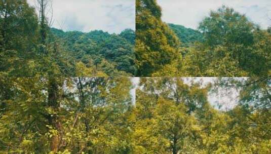 蓝天白云森林树林高清在线视频素材下载