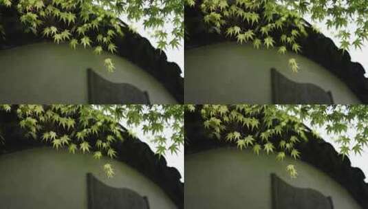 中国杭州西溪国家湿地高庄拱门的枫叶高清在线视频素材下载