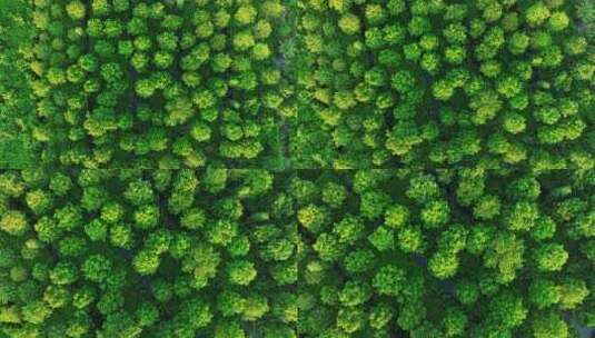 4k鸟瞰水杉森林风景绿水青山绿色自然航拍高清在线视频素材下载