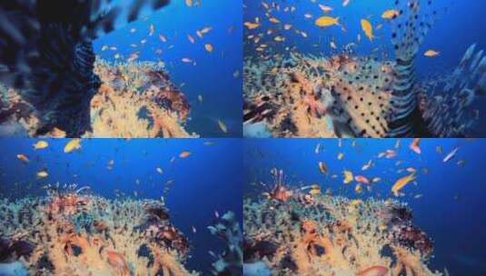 红海狮子鱼高清在线视频素材下载