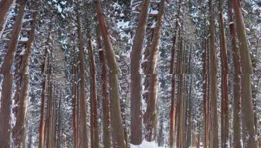 冬天雪景树木高清在线视频素材下载
