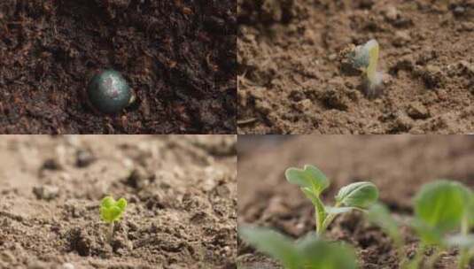 延时摄影植物种子破土发芽背景视频高清在线视频素材下载
