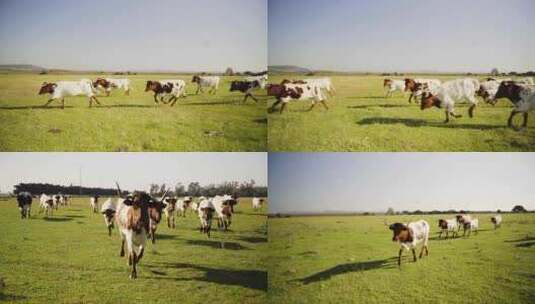 草原牧场牛群高清在线视频素材下载