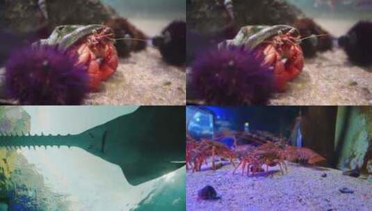 【合集】水族馆 鱼类  海洋动物特写高清在线视频素材下载