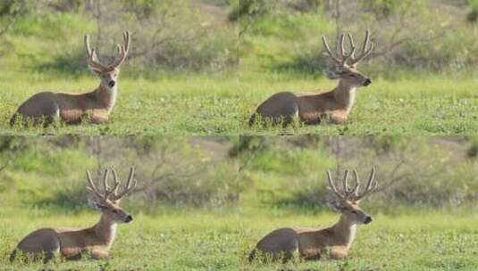 野生动物特写镜头拍摄了一只平静的沼泽鹿，双体小鹿坐在草地上休息高清在线视频素材下载