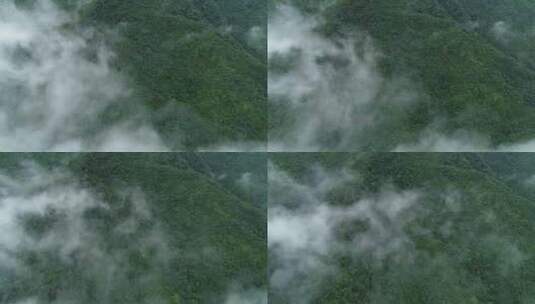 海南热带雨林高清在线视频素材下载