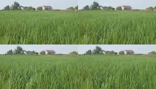 农村水稻小麦扶着微风唯美静谧高清在线视频素材下载