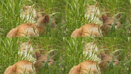春天草丛中一对流浪猫橘猫高清在线视频素材下载