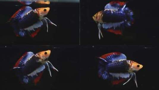 斗鱼活动美丽的鱼高清在线视频素材下载