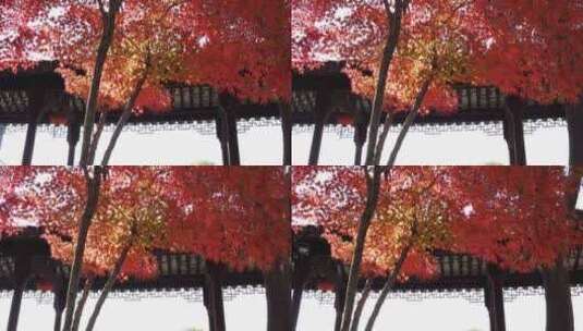 江苏苏州重元寺古风建筑旁色彩鲜艳的枫叶高清在线视频素材下载
