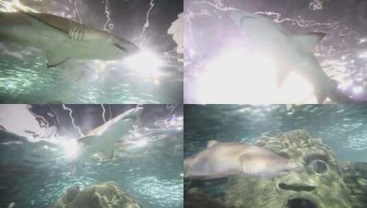 水族馆游玩 头顶游荡鲨鱼 自然动物高清在线视频素材下载