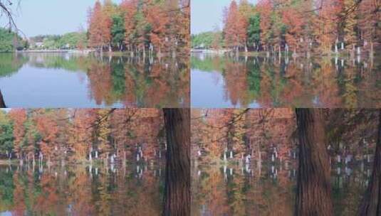 广州番禺大夫山森林公园云岫湖落羽杉红叶高清在线视频素材下载