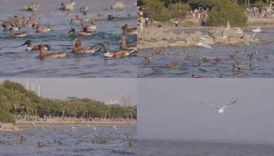 深圳湾公园各种候鸟鸟群合集高清在线视频素材下载