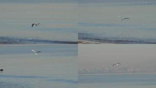 海面飞翔的海鸥高清在线视频素材下载