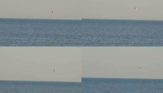 大海海鸥高清在线视频素材下载
