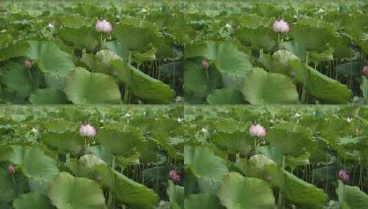 莲花池中一朵朵亭亭玉立的莲花高清在线视频素材下载