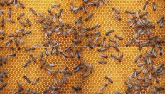 春天的养蜂场蜜蜂蜂群飞舞高清在线视频素材下载