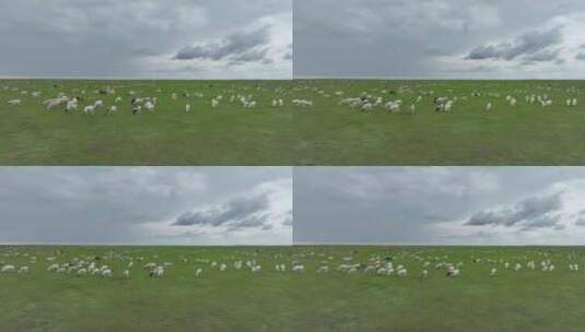 呼伦贝尔草原风光羊群1056高清在线视频素材下载